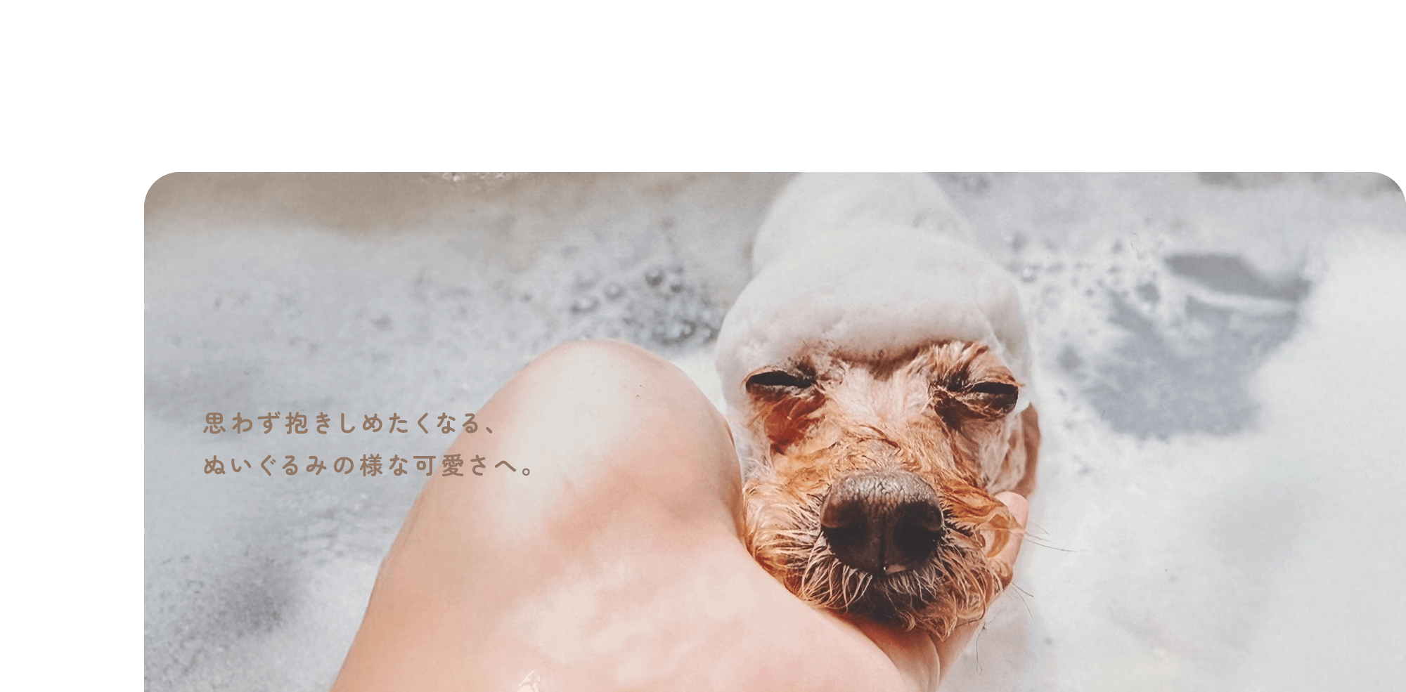 思わず抱きしめたくなる、ぬいぐるみの様な可愛さへ。