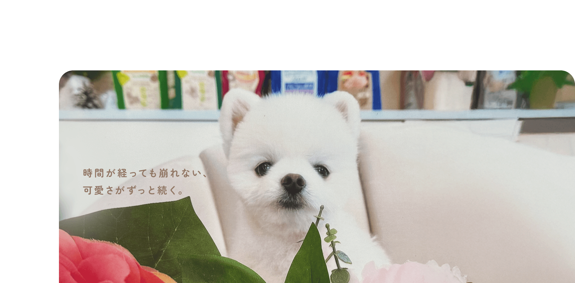 時間が経っても崩れない、可愛さがずっと続く。