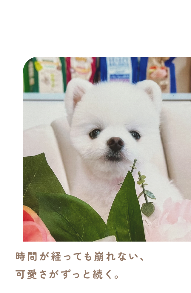 岐阜県土岐市のトリミングはワンワン美容室ノンノンへ|シャンプー